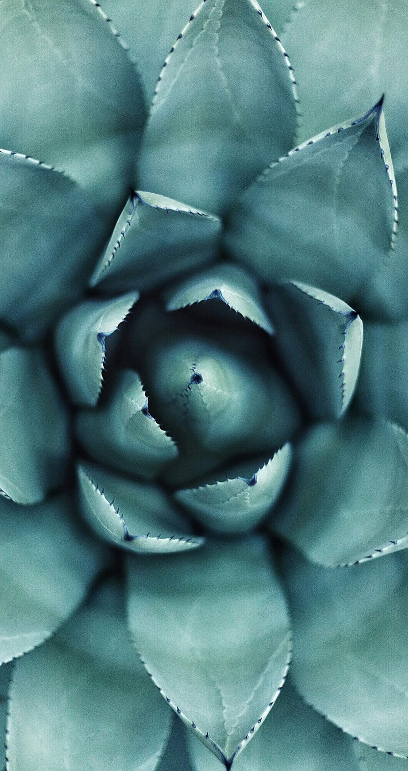 The magic (in this case plant life) in all we see